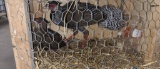 Pair Silver Pheasant