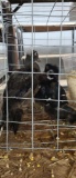 Pair Wood Ducks - Permit