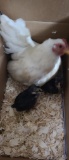 Serama Hen & 2 Chicks