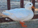 White Call Duck Drake - June 2021 Hatch