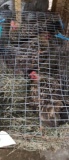 3 Golden Laced Wyandotte Hens