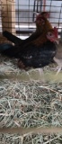 Trio B B Red Old English