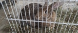 Flemish Giant Cross Doe