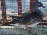 Mandarin Hen Duck - 6/28/21 Hatch