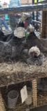 4 Blue Polish Banties - 3 Hens & 1 Rooster