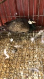 Unsexed Peafowl