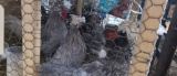 4 Blue Polish Banties - 3 Hens & 1 Rooster