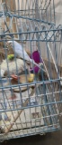2 Parakeets