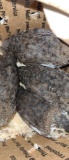4 Homozygous True Blue Celadon Quail - 4 Wks Old