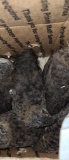 5 Homozygous True Blue Celadon Quail - 4 Wks Old