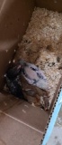 4 Light Brahma Cross Chicks