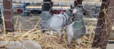 Mated Pair German Beauty Pigeons