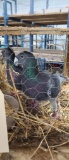 Mated Pair German Beauty Pigeons - Proven