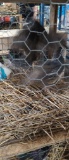 2 Male California Valley Quail