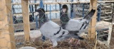 Mated Pair German Beauty Pigeons