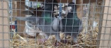 2 Males & 1 Female German Beauty Pigeons