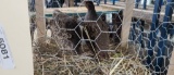 Pair Hungariuan Partridge - Proven