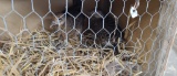 Pair Lady Amherst Pheasants