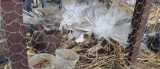 Trio Fantail Pigeons