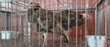 2 Young Bronze X Bourbon Red Turkeys