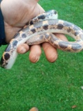 African Sand Boa