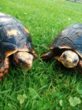 Pair Of Red Foot Tortoise