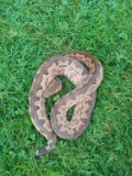 White Sided Solomon Island Ground Boa Female