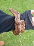 Solomon Island Ground Boa Male