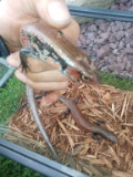 Pair Fire Skink