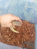 Yellow Uromastyx Pair. Male