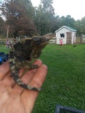 Three Horned Jackson Chameleon Male