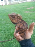Pair Indonesian Blue Eyed Crested Dragon