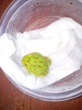 Green Pacman Frog