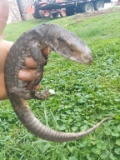 Savannah Monitor