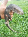Savannah Monitor