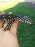 Beautiful Ornate Monitor