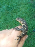 Beautiful Ornate Monitor