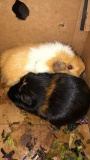 2 Male Guinea Pigs - In Box