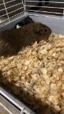 2 Female Guinea Pigs - In Box