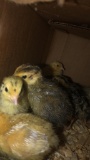 10 Coturnix Quail Chicks - 1 Wk Old