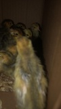 10 Coturnix Quail Chicks - 1 Wk Old