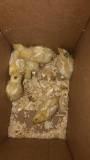 7 Texas A&m Quail Chicks - 1 Wk Old