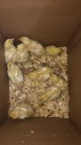 9 Texas A&m Quail Chicks - 1 Wk Old