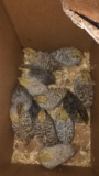 13 Coturnix Quail - 3 Wks Old
