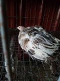 Young Sweet Grass Turkey