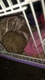 Female Hedgehog - 9 Mos Old