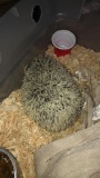 Male Hedgehog - 1 Yr Old