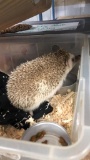 Male Hedgehog - Breeding Cage