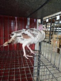 Young Sweet Grass Turkey