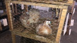 3 Buff Isabel  Ringneck Hen Pheasants - Permit